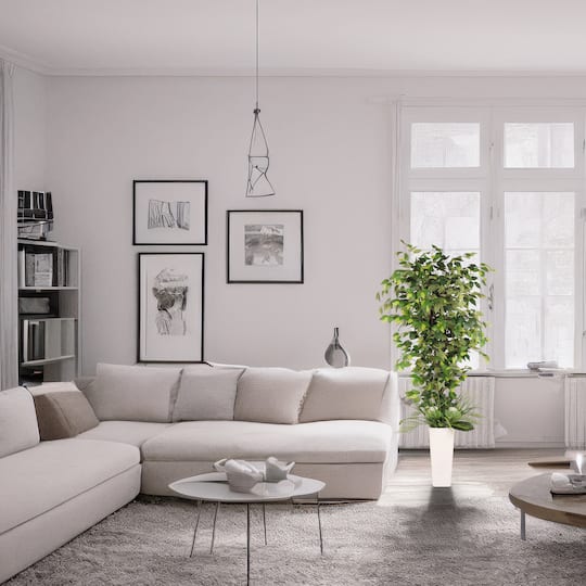 6ft. Artificial Ficus Microcarpa Tree in White Decorative Pot